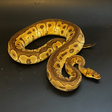 Female Enchi Hurricane Redstripe Clown Adult Ball Python - female for sale from Drs Reptiles