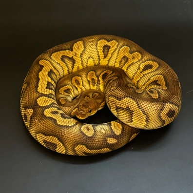 Adult Female Stranger Clown Het Hypo Ball Python - female for sale from Drs Reptiles