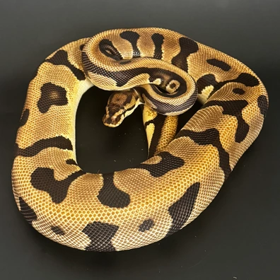 Adult Female Leopard Orange Dream Yellow Belly Het Clown 66 Het Pied Ball Python - female for sale from Drs Reptiles