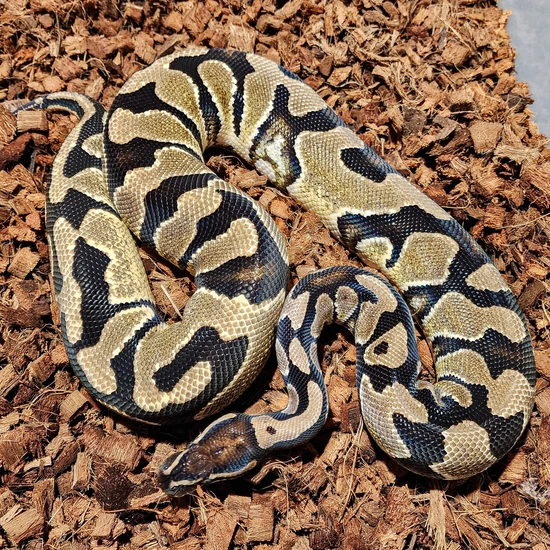 Orange Dream Het Clown Ball Python by Midwest Royals