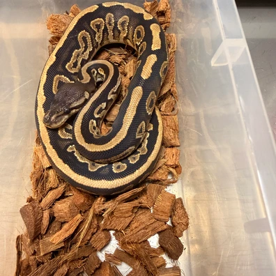 Cinnamon 100% Het Clown Het Piebald Het Albino/Toffee