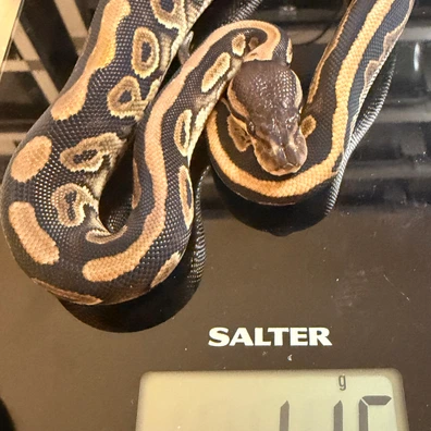 Cinnamon 100% Het Clown Het Piebald Het Albino/Toffee