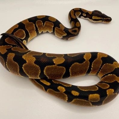 100% Het Piebald Het Sunset Het Ultramel