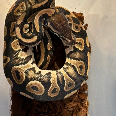 Cinnamon Het Clown Het Piebald Het Albino/Toffee