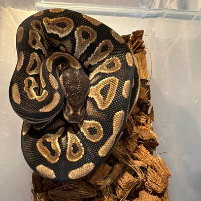 Cinnamon 100% Het Clown Het Piebald Het Albino/Toffee
