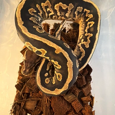 Cinnamon Yellow Belly 100% Het Clown Het Piebald Het Albino/Toffee