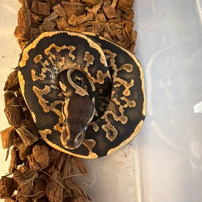 Cinnamon Yellow Belly 100% Het Clown Het Piebald Het Albino/Toffee