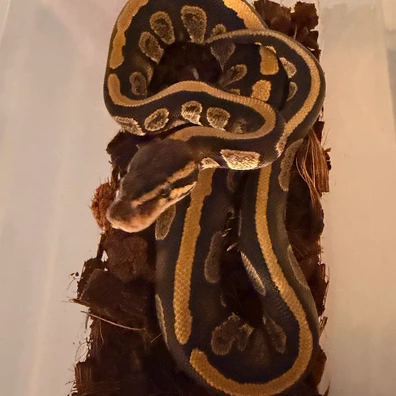 Stranger 100% Het Axanthic (VPI)