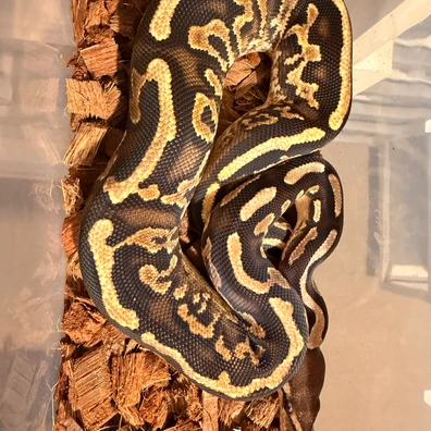 Trio Cinnamons Triple Hets Clown Pied Candino Ball Python - unknown for sale from Dapper Pythons