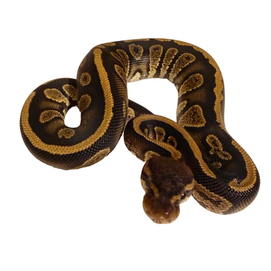 Stranger Het Axanthic (VPI) Ball Python - male for sale from Dapper Pythons