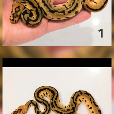 Redstripe Fire Batman Ball Python - male for sale from Dark Art Constrictors