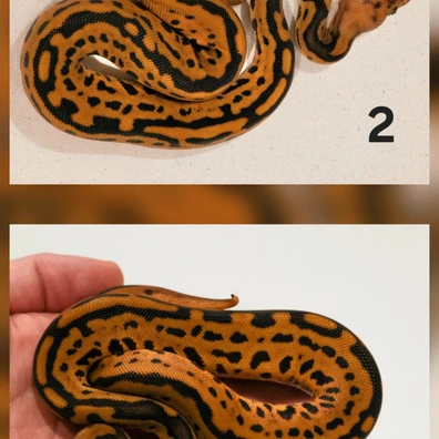 Black Pastel, Redstripe, Pos Fire, Batman Ball Python - female for sale from Dark Art Constrictors