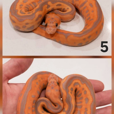 Black Pastel, Banana, Redstripe, Batman Ball Python - female for sale from Dark Art Constrictors