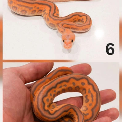 Cypress, Black Pastel, Banana, Leopard, Clown Ball Python - male for sale from Dark Art Constrictors