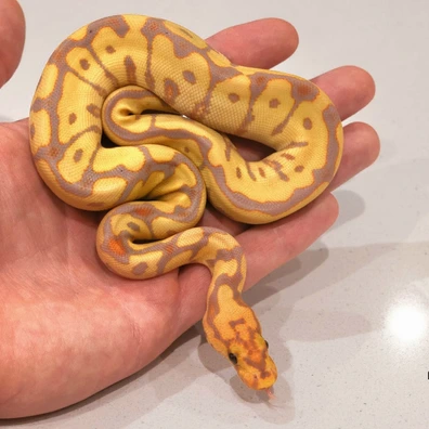 Banana, Spotnose, Redstripe, Clown Ball Python - female for sale from Dark Art Constrictors