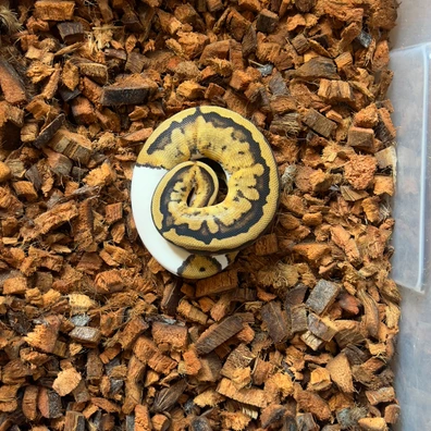 Pied 50% Het DG Ball Python - female for sale from Darkly Elegant Morphs