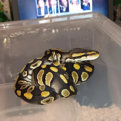 Chocolate Mojave Ball Python - female for sale from Darksidemophs