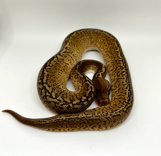 Monsoon Male Ball Python by Dave Green Reptiles
