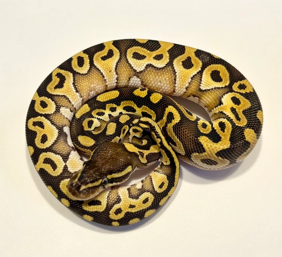 Mojave Het Monsoon Male Ball Python by Dave Green Reptiles