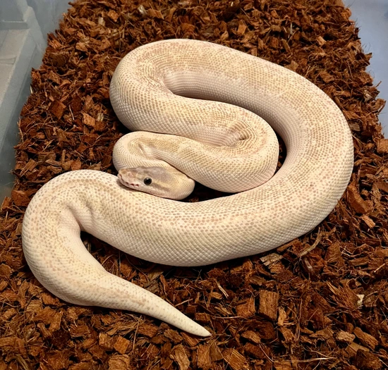 Super Mojave Het Monsoon Female Ball Python by Dave Green Reptiles