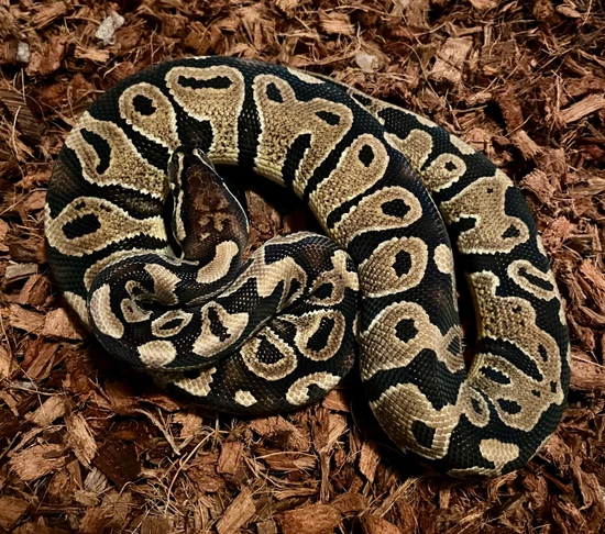 Het Monsoon Male Ball Python by Dave Green Reptiles