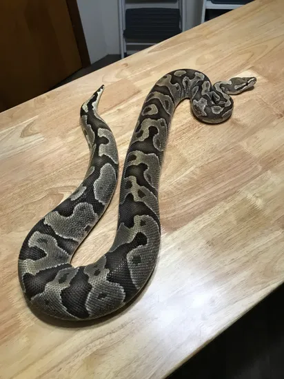 Fire Ball Python by D&A Royal Pythons
