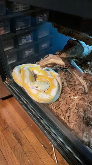 Purple Phase Motley Sunfire Reticulated Python by Insane Reptiles