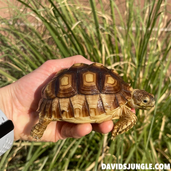 1 Yr Old Sulcata Tortoise #73 by David's Jungle