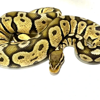 Pastel Hypo Pos Het Ultramel