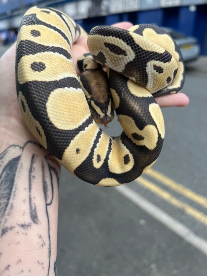 Obsidean Ball Python OD DG Ball Python by Urban Reptilia
