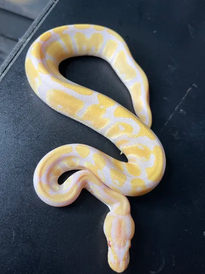 Candino Het Pied Ball Python by Burning Heart Exotics