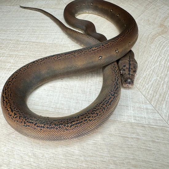 Golden Child 50% Superdwarf Pos Het Albino Reticulated Python by ...
