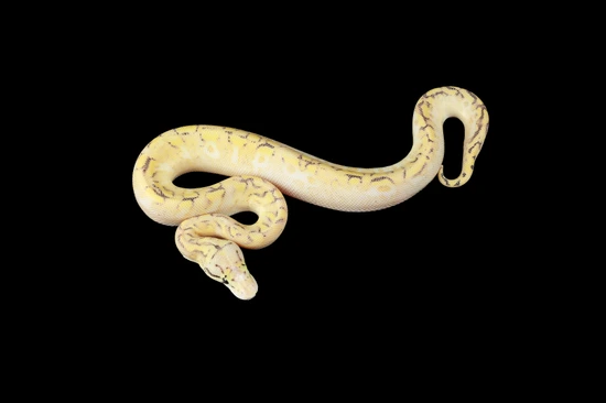 Bumble Bee Super Gravel Ball Python by Picture It Pythons