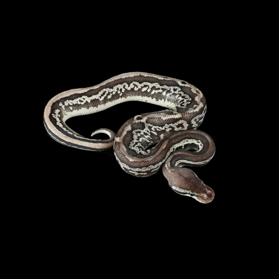 Black Magic Python Black Magic Leopard Yellow Belly 50% Het Cryptic 50% Het Piebald Ball ...