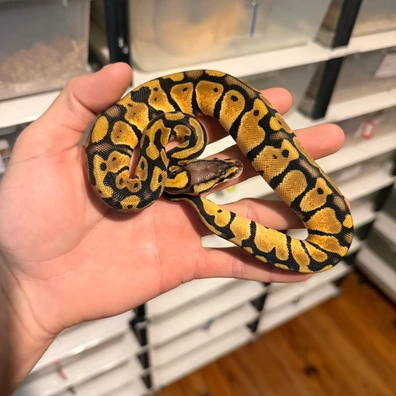 1.1 Project Desert Ghost Clown Pied Little Budget Ball Python - female for sale from Magiikmorph