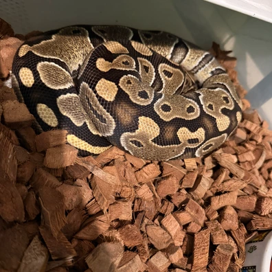 Spécial 100% Het Clown Ball Python - female for sale from Magiikmorph