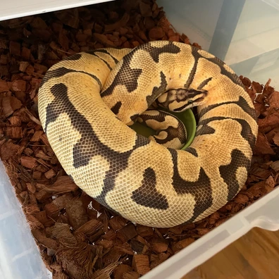 Enchi Pastel 100% Double Het Desert Ghost Clown Ball Python - female for sale from Magiikmorph