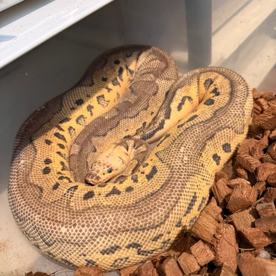 Killer Clown 100% Het Desert Ghost 66% Het Pied Ball Python - female for sale from Magiikmorph