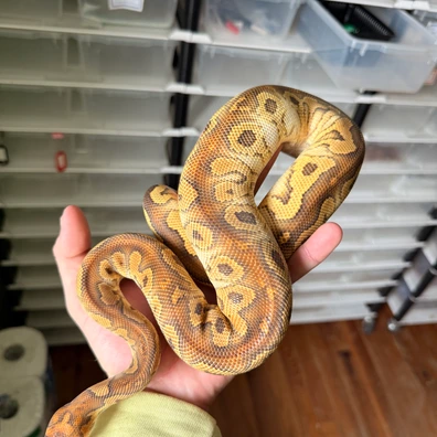 Spécial Clown 100% Het Desert Ghost Ball Python - male for sale from Magiikmorph