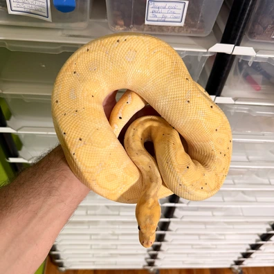 Banana Spotnose Yellow Belly Clown Mâle Maker Ball Python - male for sale from Magiikmorph