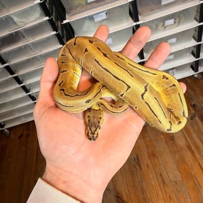 Enchi Orange Dream Pinstripe 100% Het Desert Ghost Ball Python - male for sale from Magiikmorph