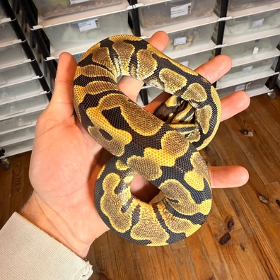 Fire Yellow Belly / Asphalt 100% Het Clown Ball Python - male for sale from Magiikmorph