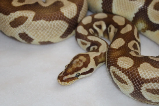 Pastel Monarch Ball Python Pastel Monarch Ball Python by Little Worms Reptiles