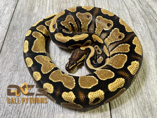 Gravel Ball Python by DC's Ball Pythons