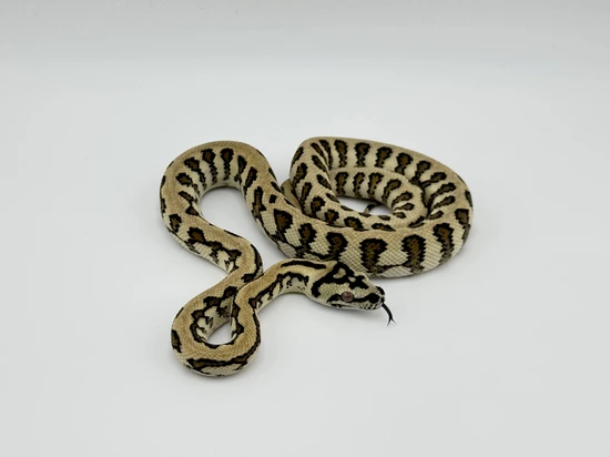 Jungle Jag Other Carpet Python by Obscure Exotics
