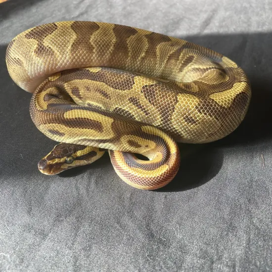Mojave Enchi Calico Pos. Het Clown Ball Python by Matter's Morphs