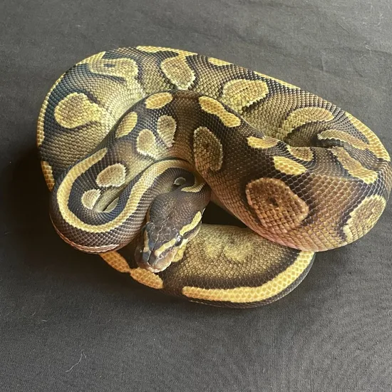 Mojave Calico 50% Het Clown Ball Python by Matter's Morphs