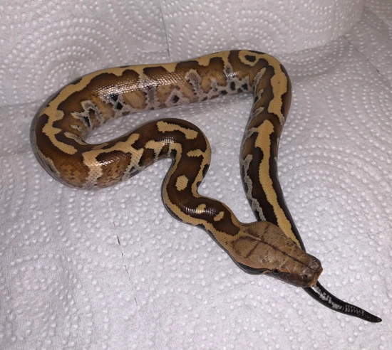 Normal Blood Python by DCO Reptiles