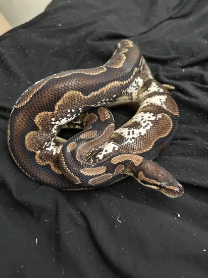 White And Calico Python Med White Calico Ball Python by Dcpythons (UK)