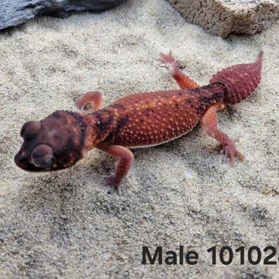 Knob-Tailed Geckos For Sale - MorphMarket US & Canada